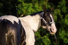 Připouštění plemenným hřebcem APH - 7-panel N/N - 3