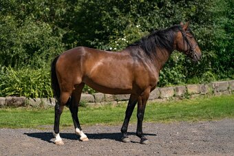 Lusitano klisna 8 let - 3