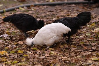Minislepičky pro radost i vejce - 3