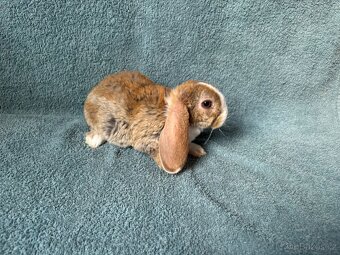 zakrslý králíček beránek rex - 3