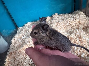 Osmák degu - 3