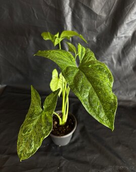 Syngonium Mojito - 3