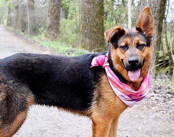 FIBI K ADOPCI - HODNÉ ZLATÍČKO, ZASLOUŽÍ SI MILUJÍCÍ RODINU - 3