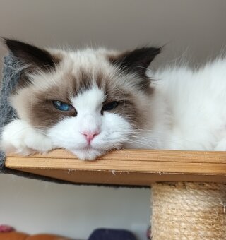 Kočička ragdoll s PP - 3