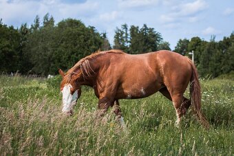 AQH/APH sorrel overo klisna - 3
