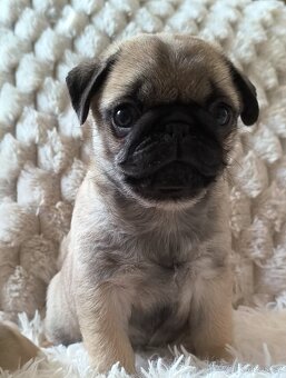Mops s průkazem původu - 3