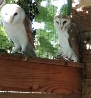 Sova pálená (Tyto alba) bílá forma - 3