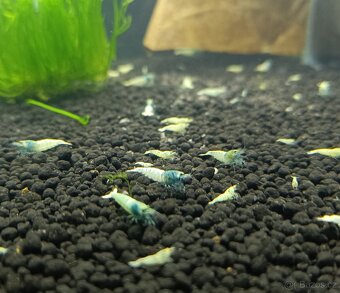 Caridina - Blue bolt - 3