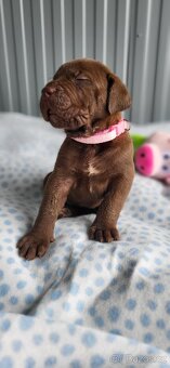 Cane Corso štěňata 🐾 - 3