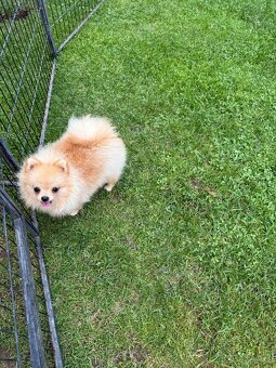 Pomeranian s PP - 3