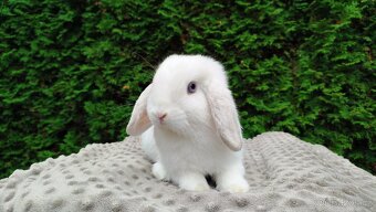 Zakrslý beránek, králíček, králík - NOAH - 3