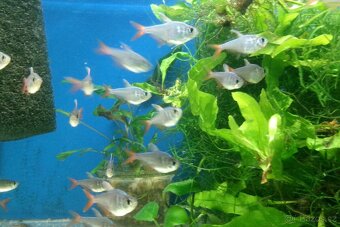 Tetra darienská - Hyphesobrycon columbianus - 3