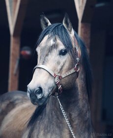 Připouštění - plemenný hřebec AQH buckskin SM MITO COMMANDER - 3
