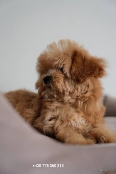 Maltipoo holčička f1 - 3