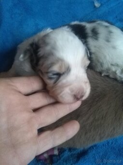 australsky ovcak - 3