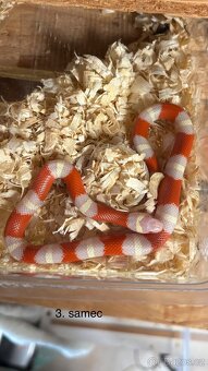 Korálovky lampropeltis triangulum nelsoni albino - 3