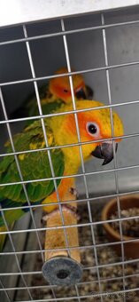 Aratinga sluneční - 3