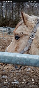 Pony valach wpbr 2023 - 3