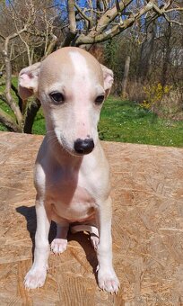 Whippet,Vipet s PP - 3