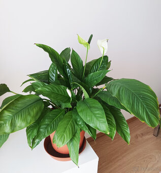 Lopatkovec, Toulcovka, Spathiphyllum, Spatifylum - 3
