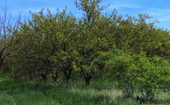 Prodej sadu, 22 292  m2 , Hustopeče u Brna - 3