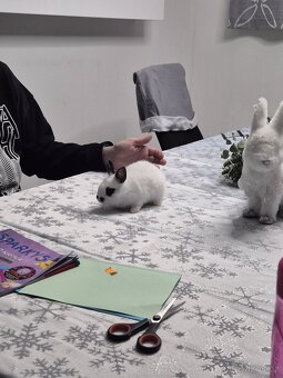 Roztomilí zakrslí králíčci - 3