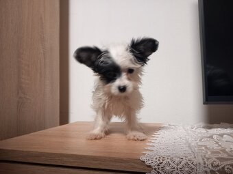 Jorkšírský biwer teriér - 3