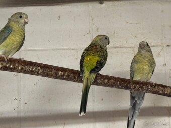 Prodám - Papoušek Zpěvavý - 3