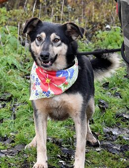 ELVIRA K ADOPCI - 2 ROKY, MILÁ, PŘÁTELSKÁ,KONTAKTNÍ - 3