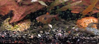 Ancistrusci 2-3 cm daruji - 3
