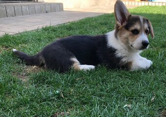 Predam welsh corgi pemproke psík s PP - 3