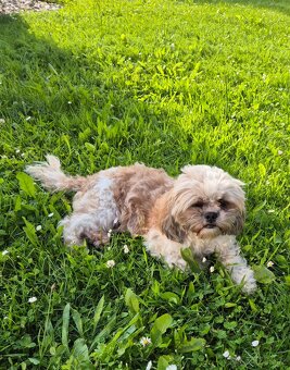 Štěně Shih-tzu - 3
