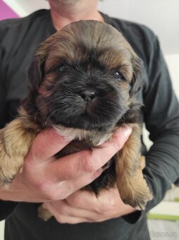 Shih-tzu (shh tzu, shitzu, shi tzu) - 3