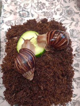 Lissachatina immaculata immaculata - 3