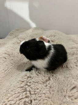 Poslední volný samecek - 3