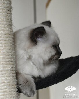 Ragdoll s PP - kočka na chov bez omezení pro ČR - 3