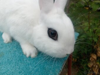 Zakrslý Hototský bílý s rodokmenem ČSCH - 3 úžasní kluci - 3