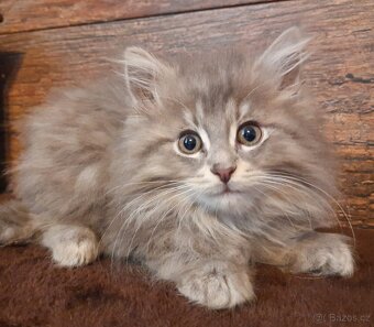 Sibiřská kočka, Něvská maškaráda - 3