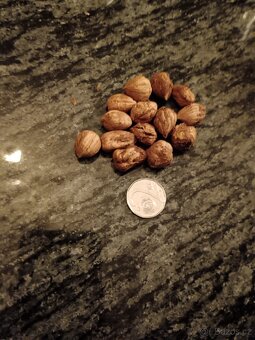 Lískové ořechy Zlín - 3