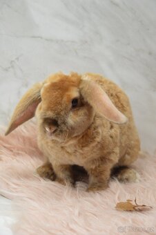 Zakrslý králíček beránek - satén rex - 3