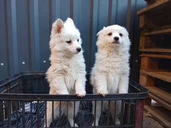 Štěňata-Německý špic střední - 3