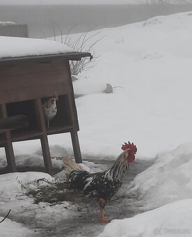 Kohouti - Vlašky - 3