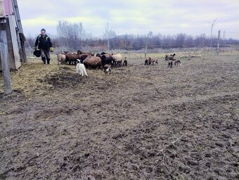 Prodám kamerunské ovce - 3