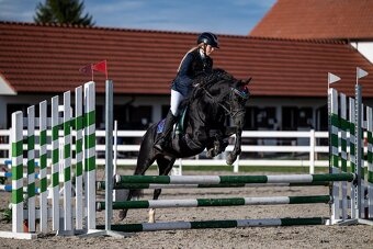 Připouštění, hřebec Welsh Pony,sekce B - 3
