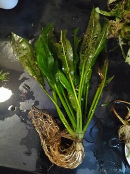 Akvarijní rostlinky - 3