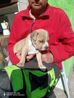 Americký stafordšírský teriér - 3