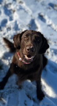 Flat coated retriever - 3