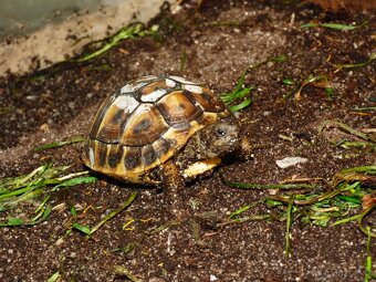 Želva zelenavá (Testudo hermanni) - 3