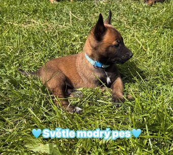 Belgický ovčák Malinois s PP - 3