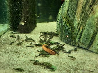 Ancistrus - 3